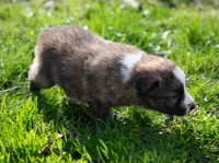 Fezzik, a male Border Collie for sale in Oak Harbor, WA – Photo 7 of 9