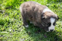 Fezzik, a male Border Collie for sale in Oak Harbor, WA – Photo 3 of 9