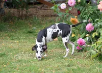 Pharin, a female Catahoula Leopard Dog for sale in Oak Harbor, WA – 2 of 10
