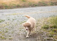 Salt, a male Border Collie for sale in Oak Harbor, WA – 3 of 10