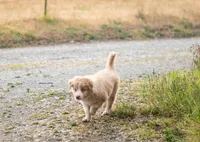 Salt, a male Border Collie for sale in Oak Harbor, WA – 5 of 10