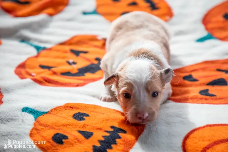 ABCA Ginger – Border Collie puppy for sale in Oak Harbor, WA