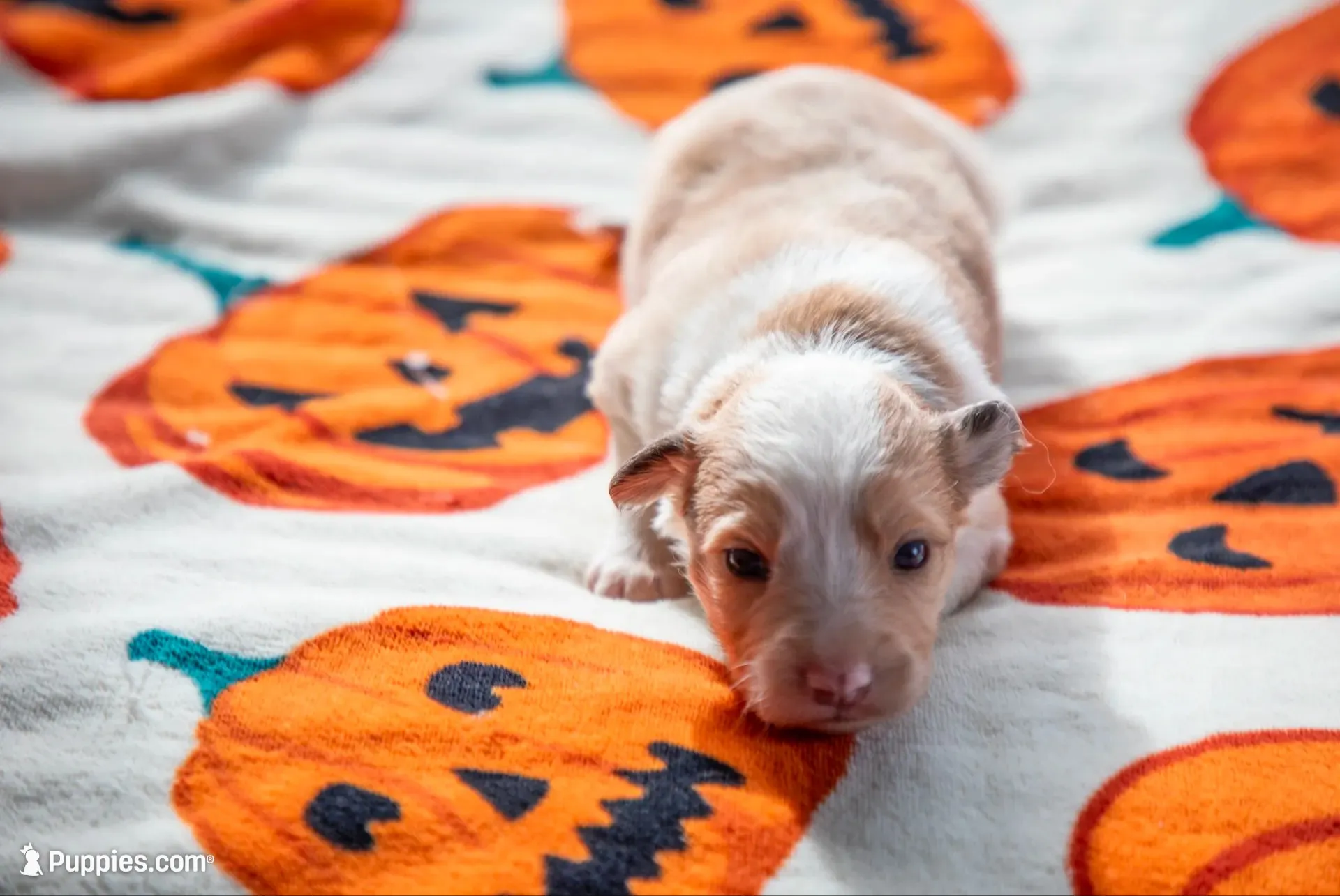 ABCA Ginger, a female Border Collie for sale in Oak Harbor, WA – 1 of 10