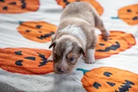 ABCA Cider, a male Border Collie for sale in Oak Harbor, WA – 6 of 10