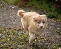 Salt, a male Border Collie for sale in Oak Harbor, WA – 9 of 10