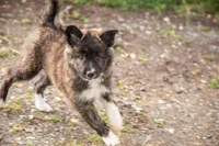 Pepper, a female Border Collie for sale in Oak Harbor, WA – 7 of 10
