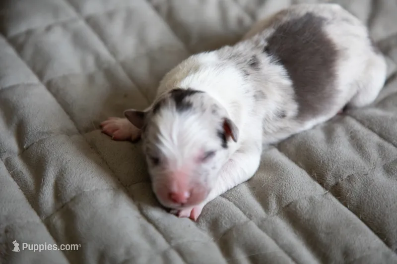 Maple – Border Collie puppy for sale in Oak Harbor, WA