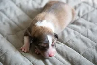 Cider, a male Border Collie for sale in Oak Harbor, WA – 6 of 10