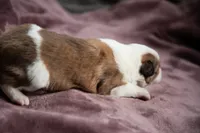 processed/b9e08df8-4486-47b4-a4a1-653e23d5abc4/listing/3c0a1d45-0693-49d9-ba7b-1438eee78fe8/1f52f911-44c8-4d8a-b746-0da4c9407417