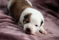 processed/b9e08df8-4486-47b4-a4a1-653e23d5abc4/listing/3c0a1d45-0693-49d9-ba7b-1438eee78fe8/688387b9-5e15-4ec4-92e7-a23cdb3638bb