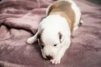 processed/b9e08df8-4486-47b4-a4a1-653e23d5abc4/listing/3c0a1d45-0693-49d9-ba7b-1438eee78fe8/922315aa-1bea-4dcd-bfc0-e7cfae785347