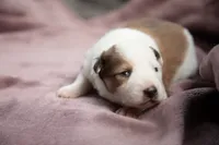 processed/b9e08df8-4486-47b4-a4a1-653e23d5abc4/listing/3c0a1d45-0693-49d9-ba7b-1438eee78fe8/a93c518a-8b48-4c4c-9008-ff3a68a08be4