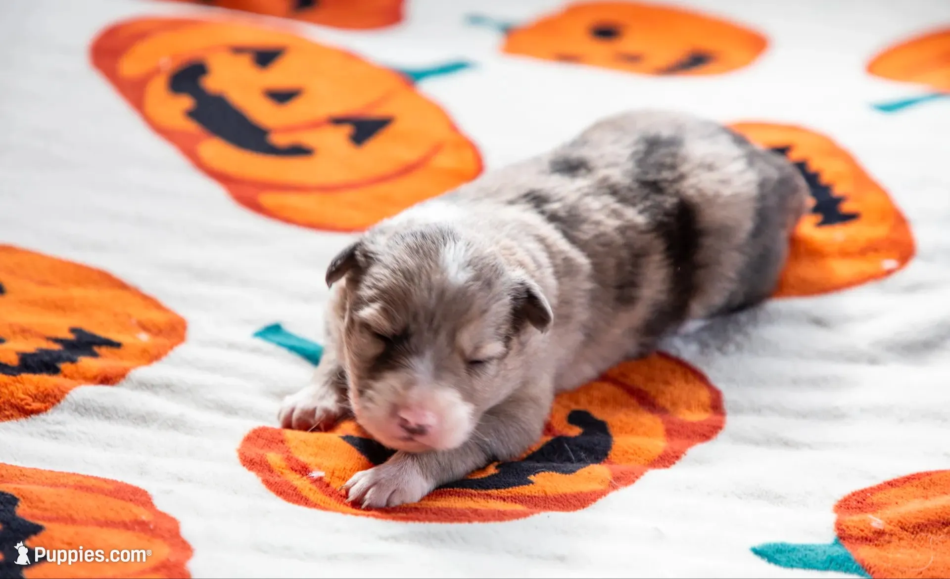ABCA Chestnut, a female Border Collie for sale in Oak Harbor, WA – 1 of 10