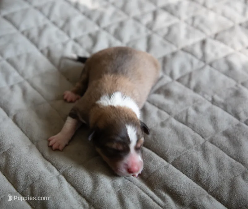 Cider – Border Collie puppy for sale in Oak Harbor, WA