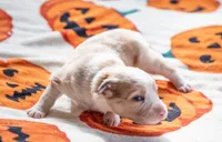 ABCA Ginger, a female Border Collie for sale in Oak Harbor, WA – 10 of 10