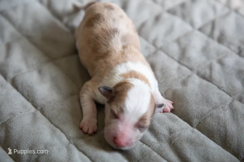 Ginger – Border Collie puppy for sale in Oak Harbor, WA