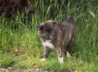 Pepper, a female Border Collie for sale in Oak Harbor, WA – 3 of 10