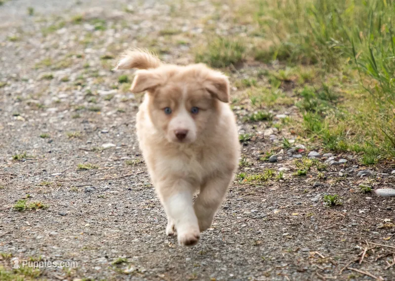 Salt – Border Collie puppy for sale in Oak Harbor, WA