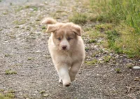 Salt, a male Border Collie for sale in Oak Harbor, WA – 1 of 10