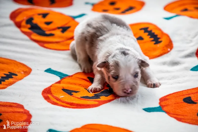ABCA Maple – Border Collie puppy for sale in Oak Harbor, WA