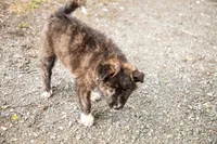 Pepper, a female Border Collie for sale in Oak Harbor, WA – 10 of 10