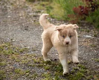 Salt, a male Border Collie for sale in Oak Harbor, WA – 8 of 10