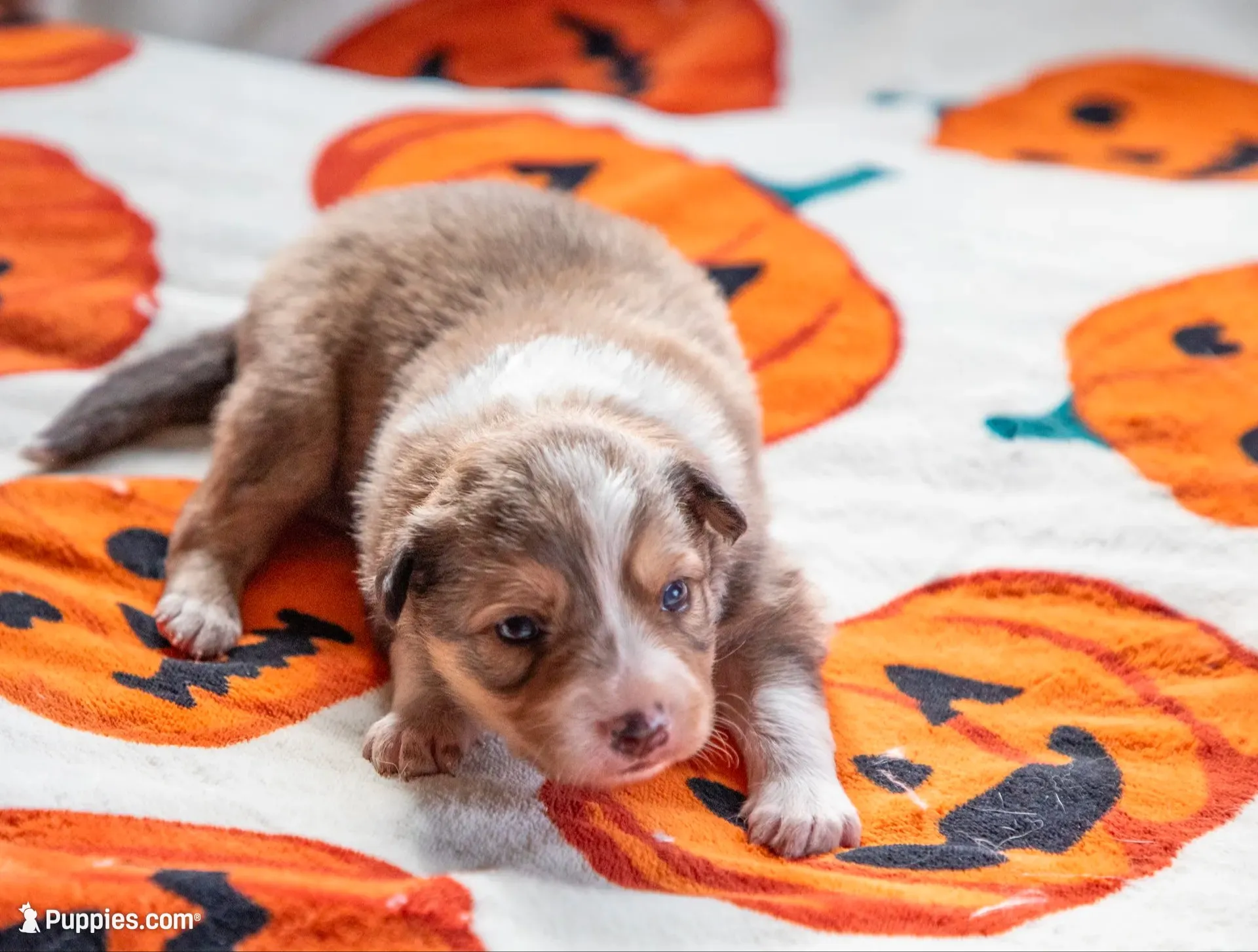 ABCA Cider, a male Border Collie for sale in Oak Harbor, WA – 1 of 10