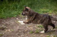 Pepper, a female Border Collie for sale in Oak Harbor, WA – 5 of 10