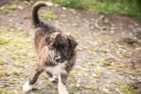 Pepper, a female Border Collie for sale in Oak Harbor, WA – 4 of 10