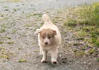 Salt, a male Border Collie for sale in Oak Harbor, WA – 6 of 10