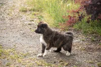 Pepper, a female Border Collie for sale in Oak Harbor, WA – 8 of 10