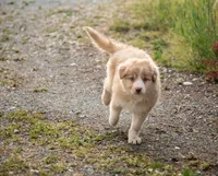 Salt, a male Border Collie for sale in Oak Harbor, WA – 7 of 10