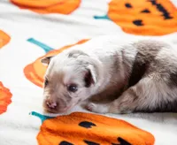 ABCA Maple, a female Border Collie for sale in Oak Harbor, WA – 7 of 10