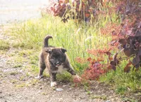 Pepper, a female Border Collie for sale in Oak Harbor, WA – 2 of 10