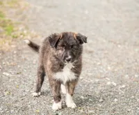 Pepper, a female Border Collie for sale in Oak Harbor, WA – 1 of 10