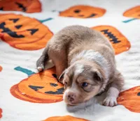 ABCA Cider, a male Border Collie for sale in Oak Harbor, WA – 2 of 10