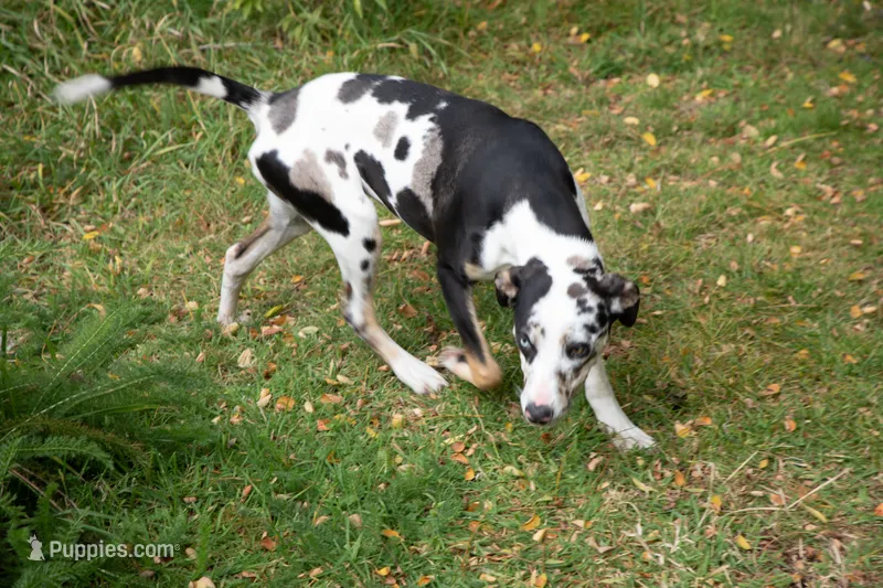 Pharin – Catahoula Leopard Dog puppy for sale in Oak Harbor, WA