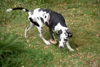 Pharin, a female Catahoula Leopard Dog for sale in Oak Harbor, WA – 1 of 10