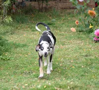 Pharin, a female Catahoula Leopard Dog for sale in Oak Harbor, WA – 5 of 10