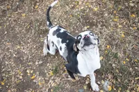 Pharin, a female Catahoula Leopard Dog for sale in Oak Harbor, WA – 6 of 10
