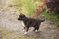 Pepper, a female Border Collie for sale in Oak Harbor, WA – 6 of 10