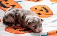 ABCA Chestnut, a female Border Collie for sale in Oak Harbor, WA – 2 of 10