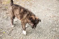 Pepper, a female Border Collie for sale in Oak Harbor, WA – 9 of 10