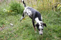 Pharin, a female Catahoula Leopard Dog for sale in Oak Harbor, WA – 10 of 10