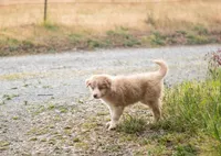 Salt, a male Border Collie for sale in Oak Harbor, WA – 2 of 10