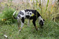 Pharin, a female Catahoula Leopard Dog for sale in Oak Harbor, WA – 9 of 10