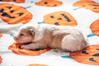 ABCA Ginger, a female Border Collie for sale in Oak Harbor, WA – 9 of 10