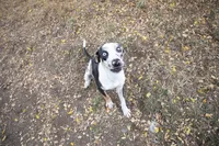 Pharin, a female Catahoula Leopard Dog for sale in Oak Harbor, WA – 7 of 10