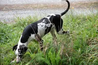 Pharin, a female Catahoula Leopard Dog for sale in Oak Harbor, WA – 8 of 10