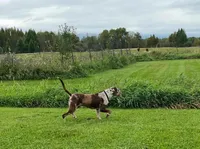 Catch, a male Catahoula Leopard Dog for sale in Oak Harbor, WA – Photo 2 of 3